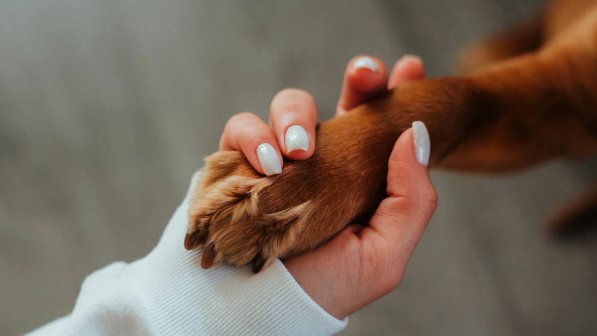 Six métiers insolites pour travailler avec les animaux