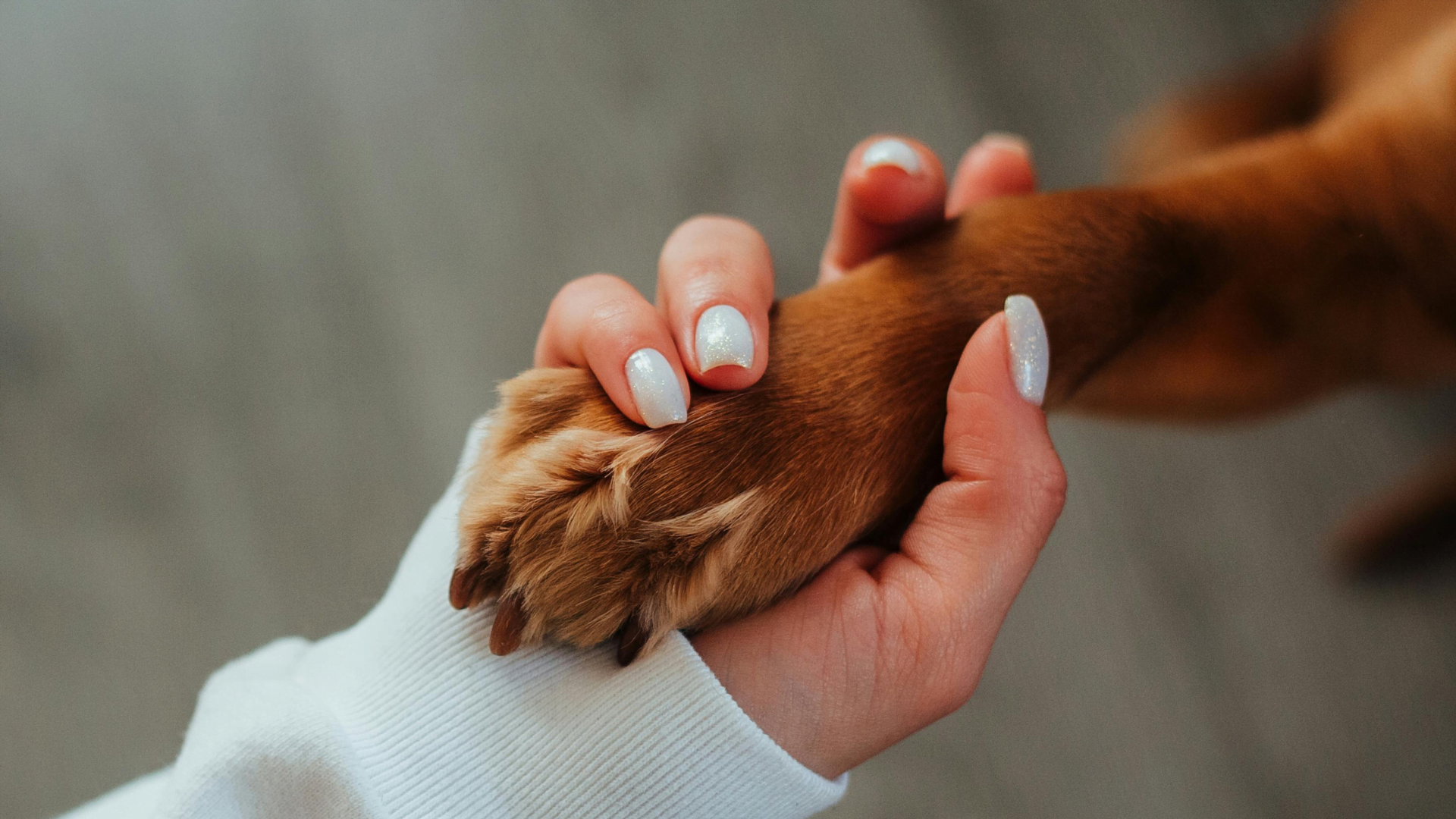 Six métiers insolites pour travailler avec les animaux