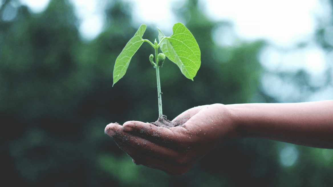 Transition écologique, les écoles prennent les devants.