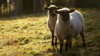 Métiers animaliers : la transition écologique transforme le secteur