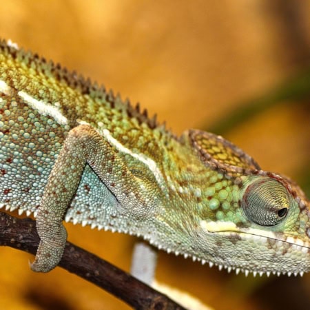 Organisme de formation Zoo Academia 22