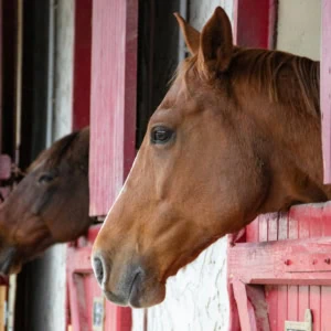 Cheval au box dans une écurie.