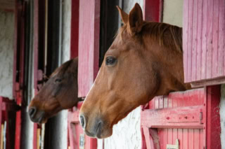 Cheval au box dans une écurie.
