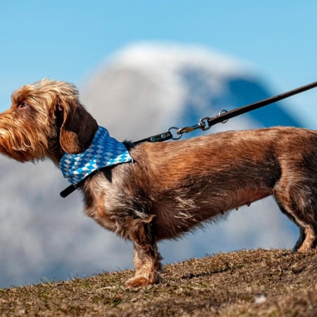 Organisme de formation Zoo Academia 31