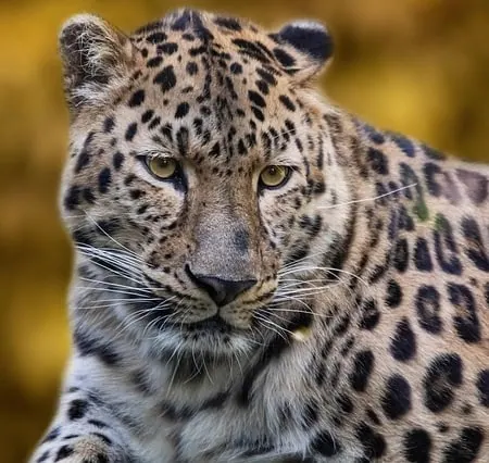 Un jaguar de face pour illustrer l'école Zoo Academia