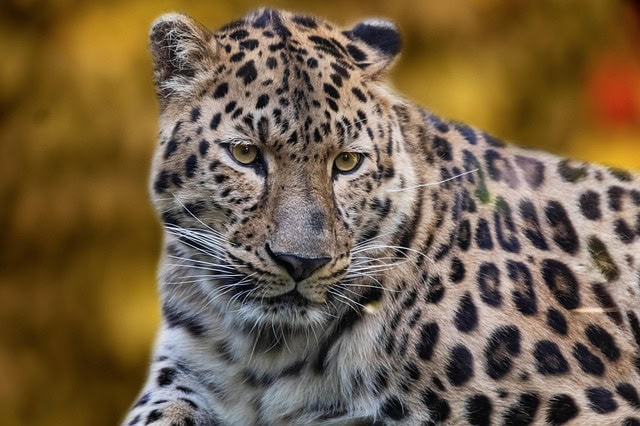 Un jaguar de face pour illustrer l'école Zoo Academia