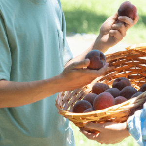 Des jeunes remplissent un panier de fruits.