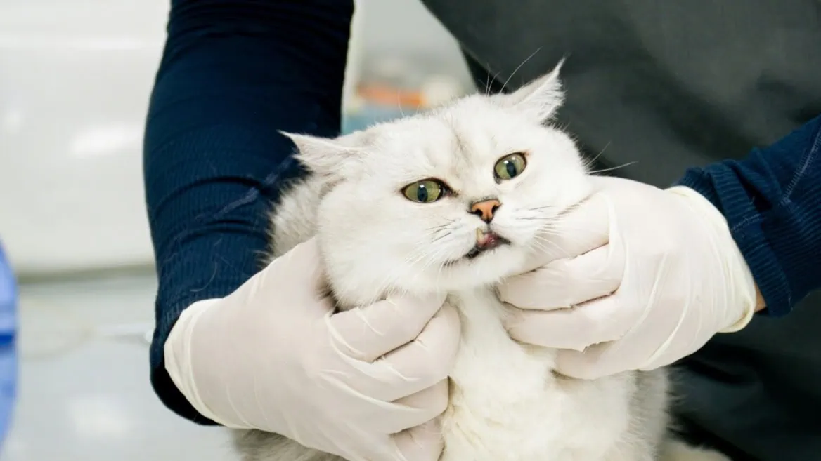 Chat blanc aux yeux verts examiné en clinique vétérinaire, maintenu par mains gantées.