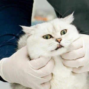Chat blanc aux yeux verts examiné en clinique vétérinaire, maintenu par mains gantées.