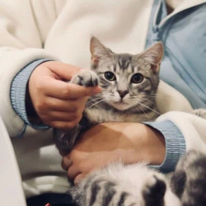 Chat gris tigré sur genoux, personne tenant sa patte, ambiance douillette intérieure.