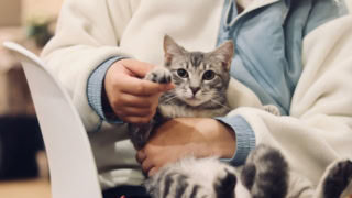 Chat gris tigré sur genoux, personne tenant sa patte, ambiance douillette intérieure.