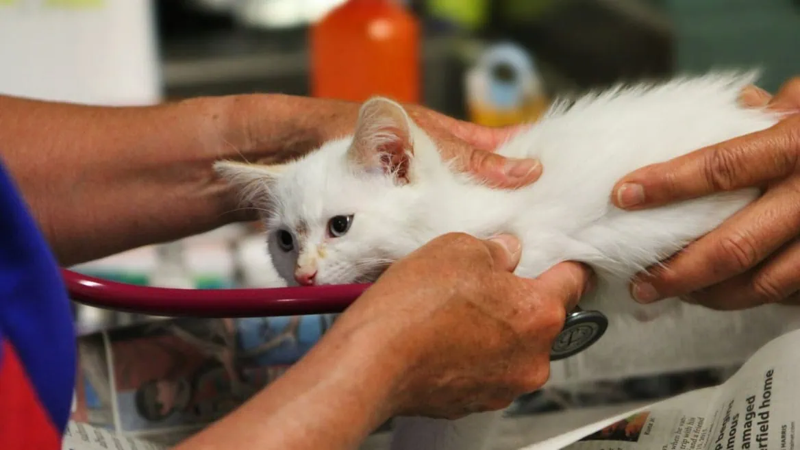 Chaton blanc examiné au vétérinaire avec stéthoscope et mains bienveillantes.