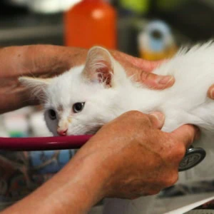 Chaton blanc examiné au vétérinaire avec stéthoscope et mains bienveillantes.