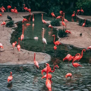 Colonie de flamants roses dans une lagune peu profonde, marais naturel, paysage ornithologique.